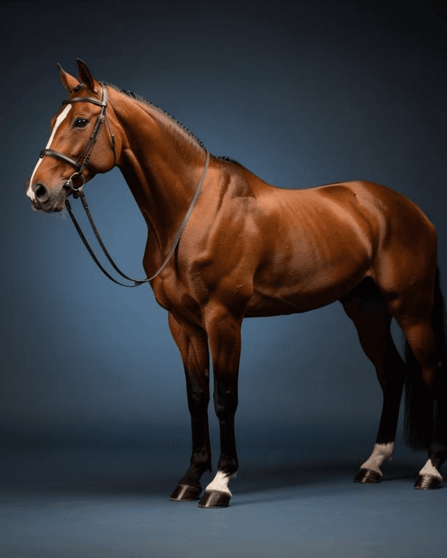 Horse Fine Art Photography Portrait