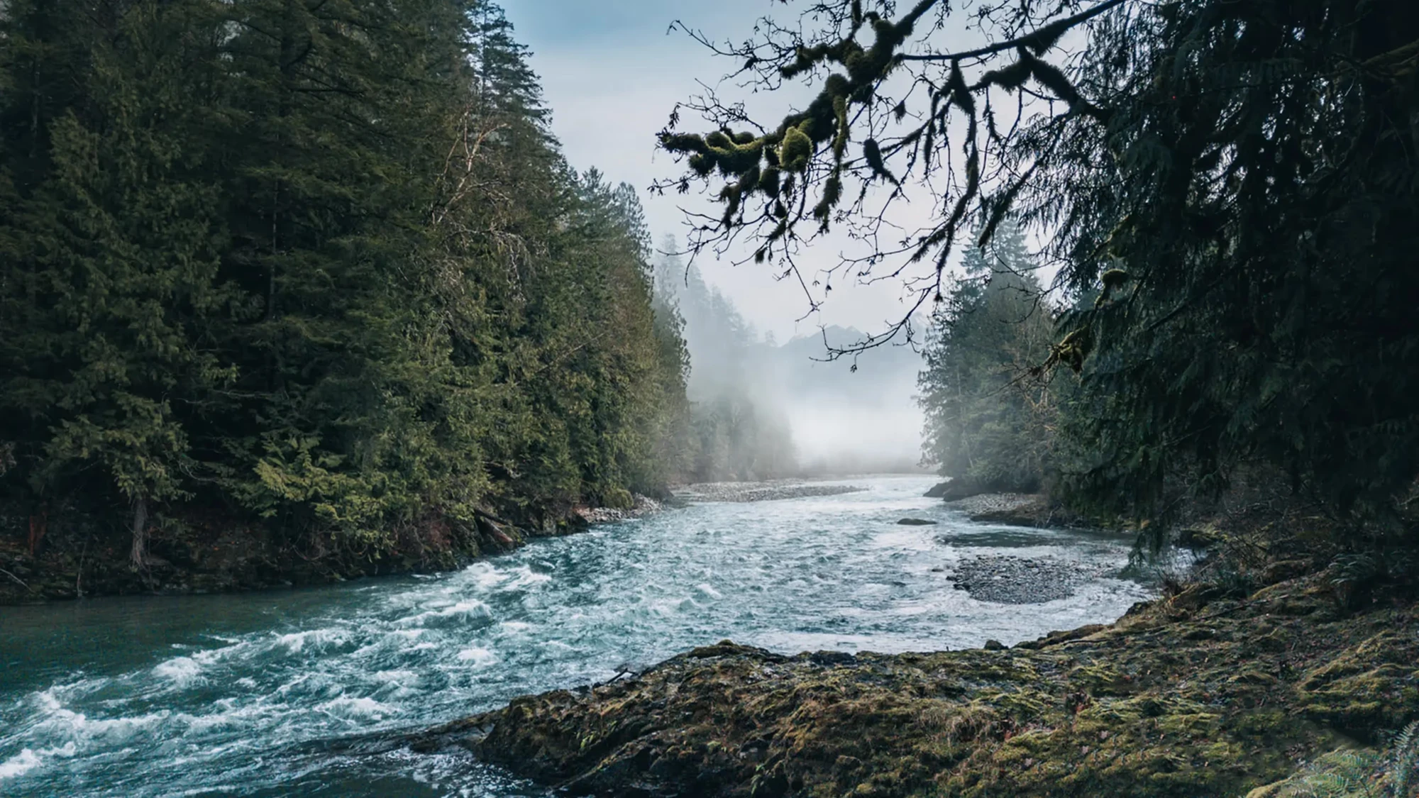 Aerial view of a forest river for Seek Optimal
