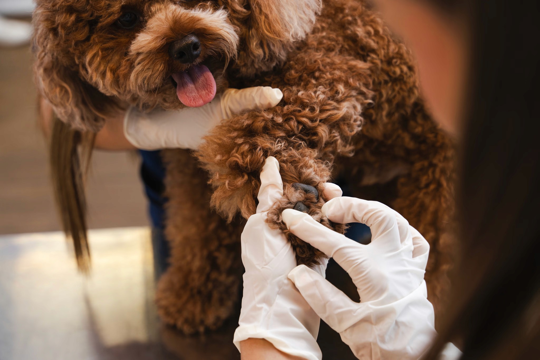 A veterinarian is checking a brown dog's paws as part of the medical examination.