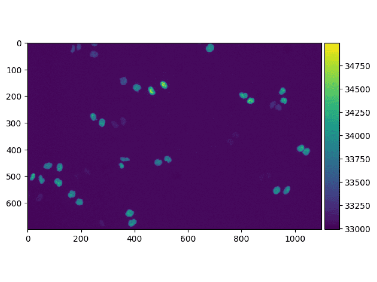 Fluorescence Quantification After Segmentation Cover Image