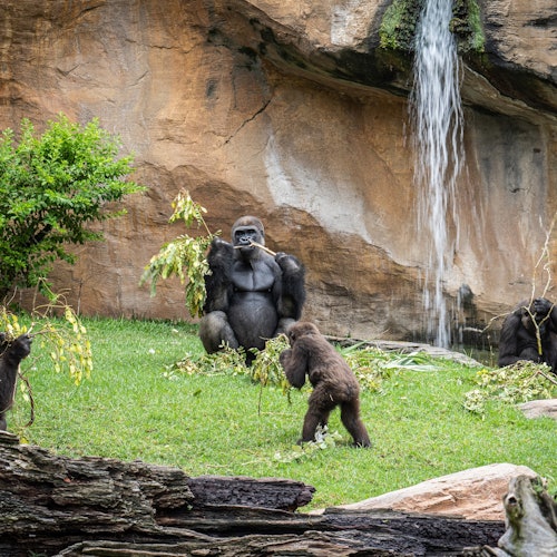 Bioparc Fuengirola: Inträdesbiljett i Fuengirola