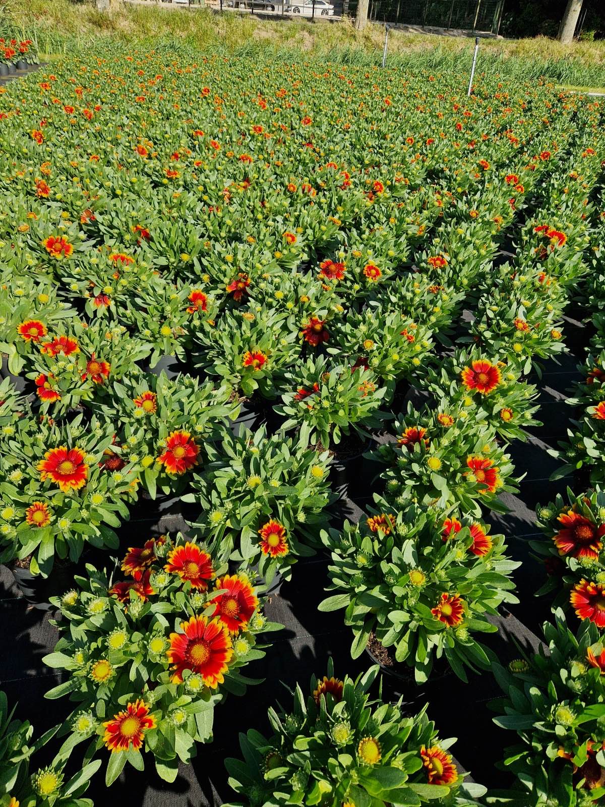 Buiten gekweekte planten