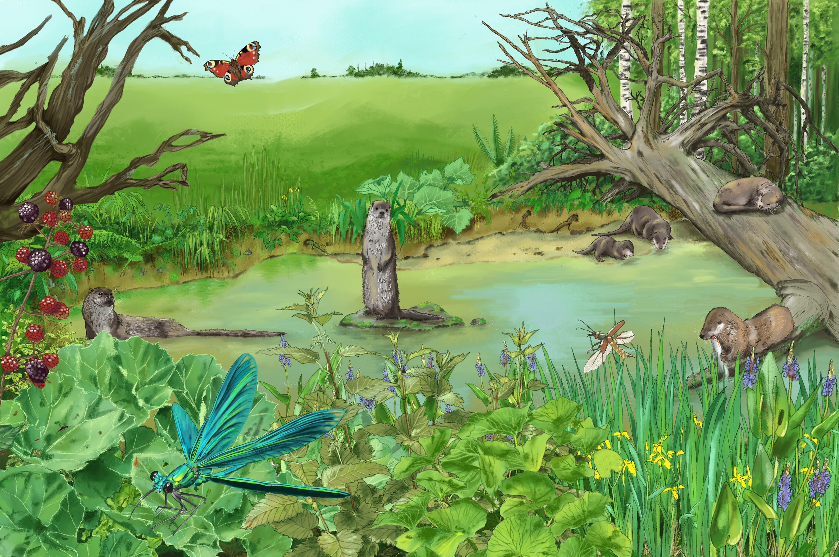 Ein wildbewachsener Teich am Waldrand. Dort tummeln sich Fischotter und Insekten