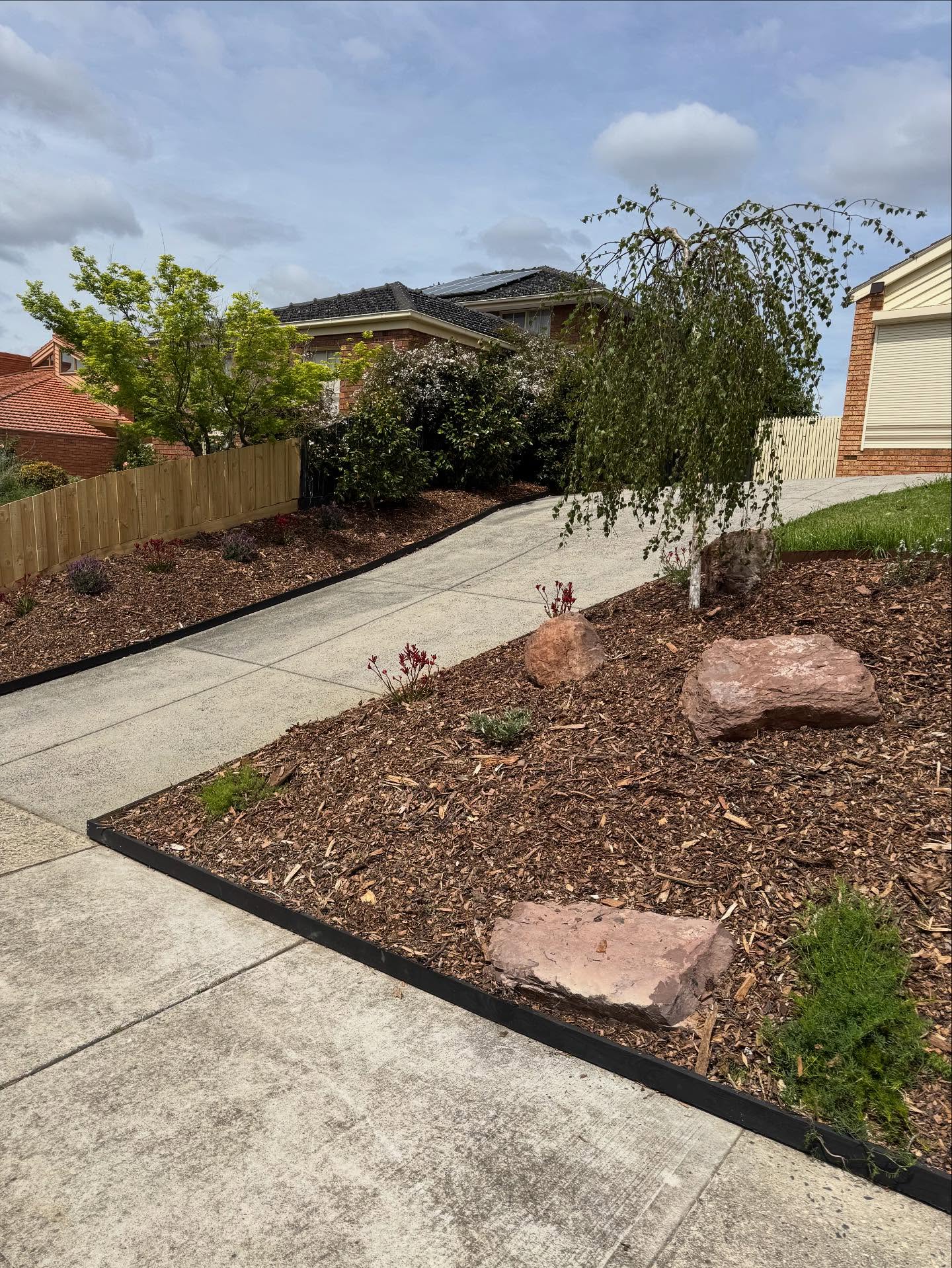 A small ornamental tree shaped in a mulched front garden by BCW