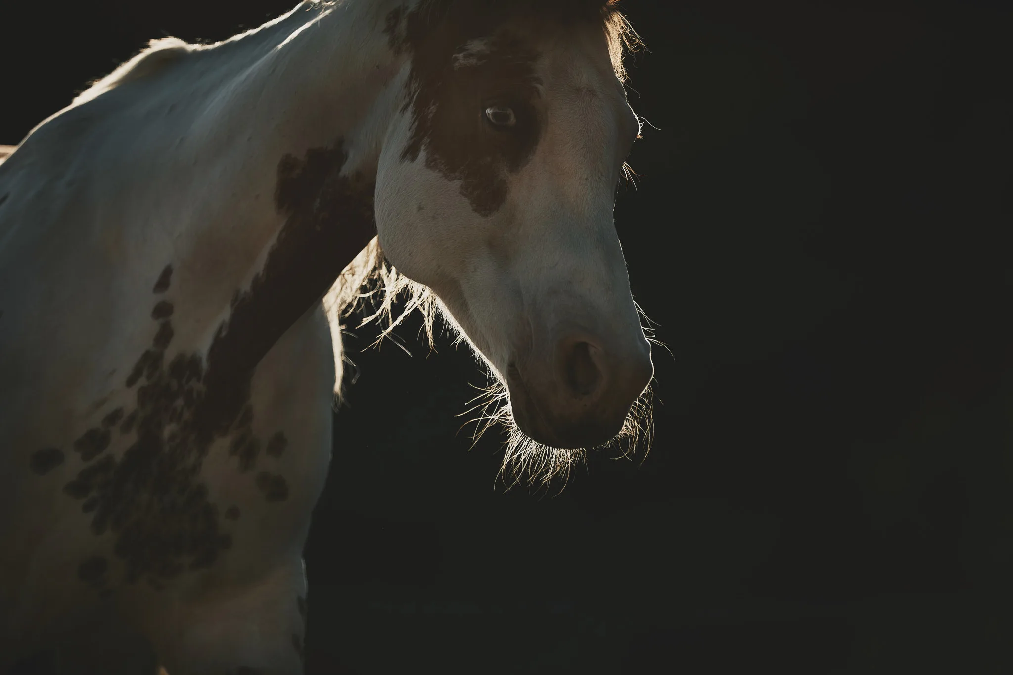 piebald horse lowers head in shadow — Alex Saidac photography by Tom Kubik