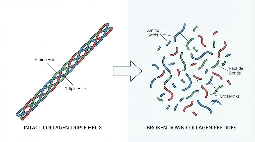 Collagen peptides molecular structure compared to whole collagen protein