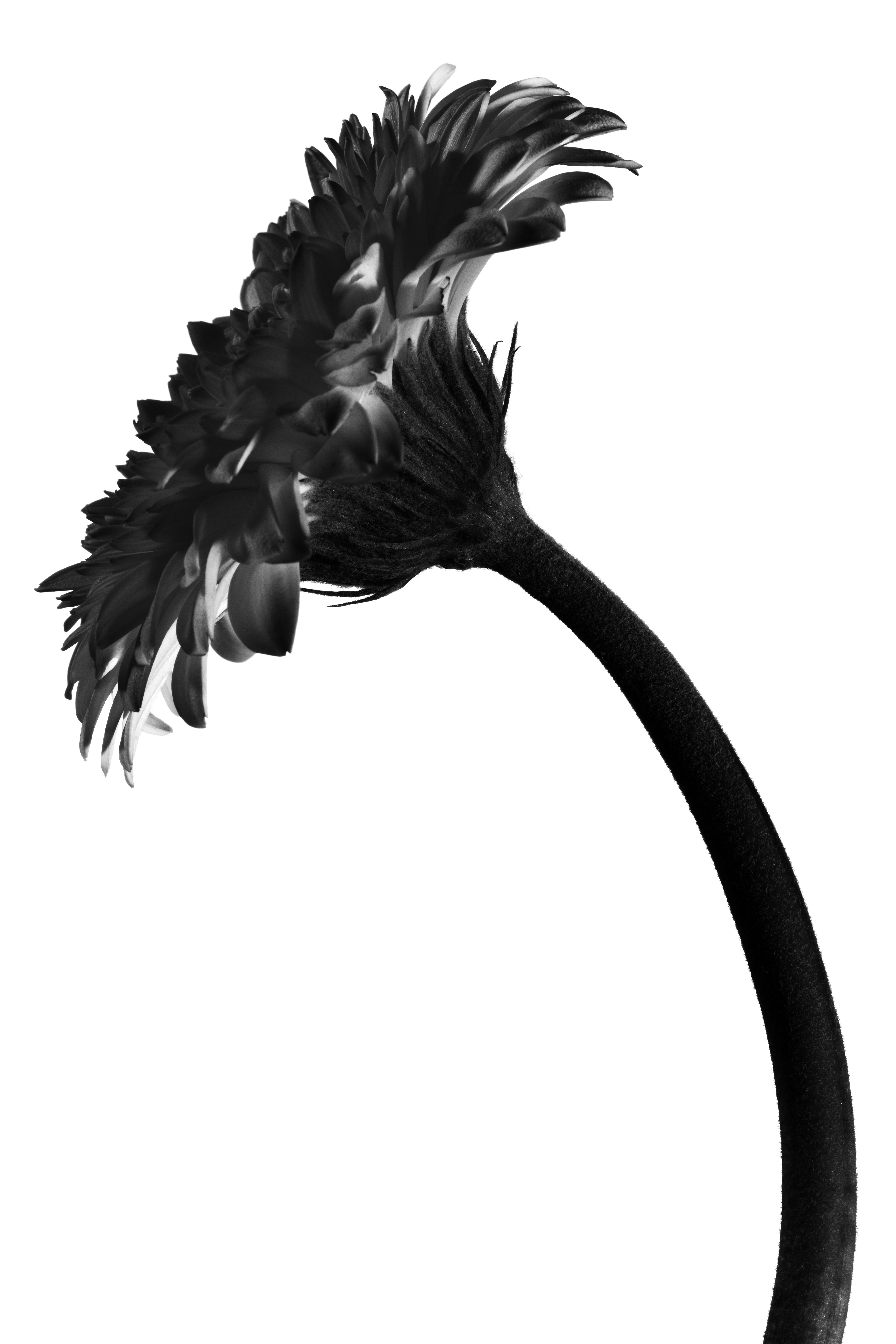 Fleur, Ortie, Photo de studio, Noir et blanc, pierretmae