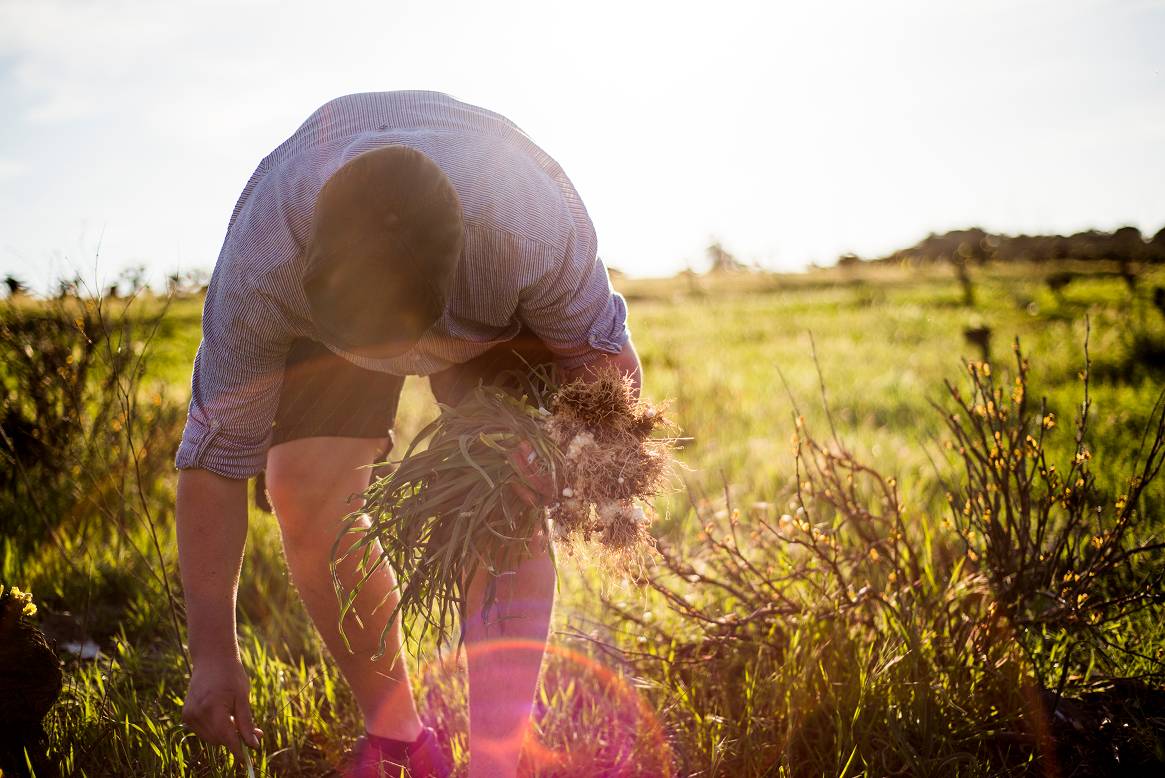 Sélection de fruits et légumes frais issus du marché pour cuisine traiteur de saison.