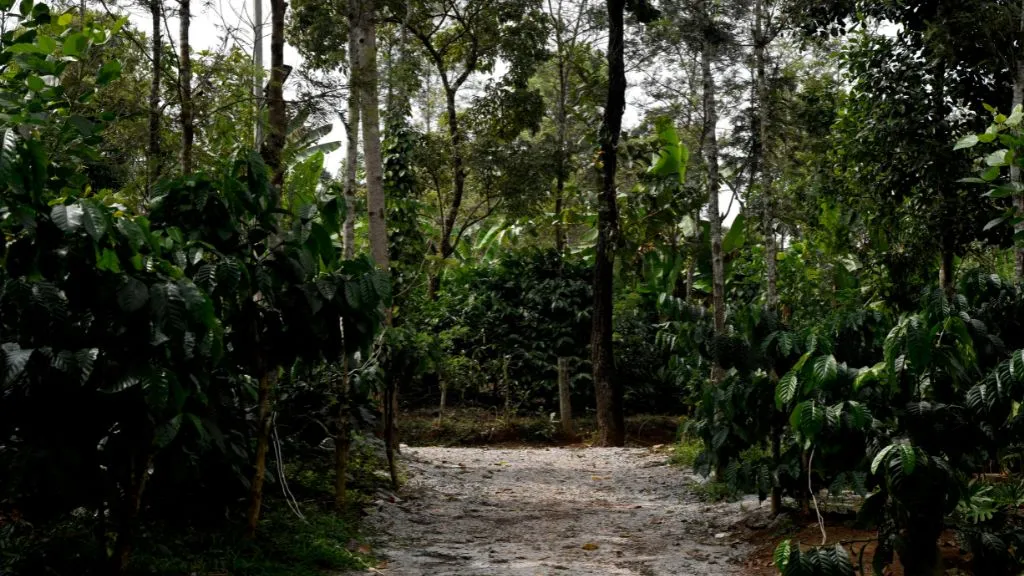 Swasya's Coffee Estate in Sakleshpur