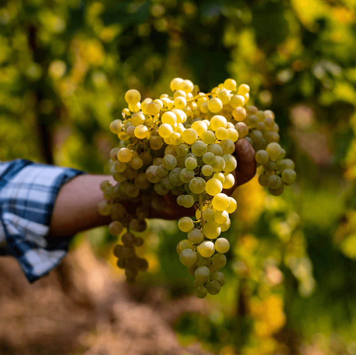 person showing purple grapes