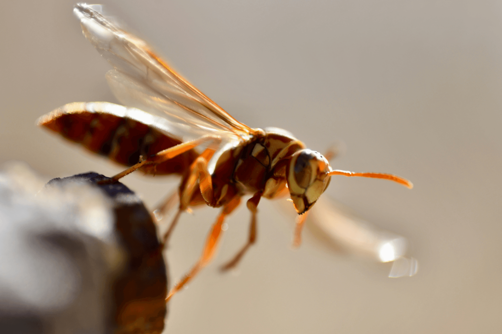 cover-owasp-top-10-2025 (https://unsplash.com/photos/brown-fly-close-up-photography-RqfJtMsPjTA)