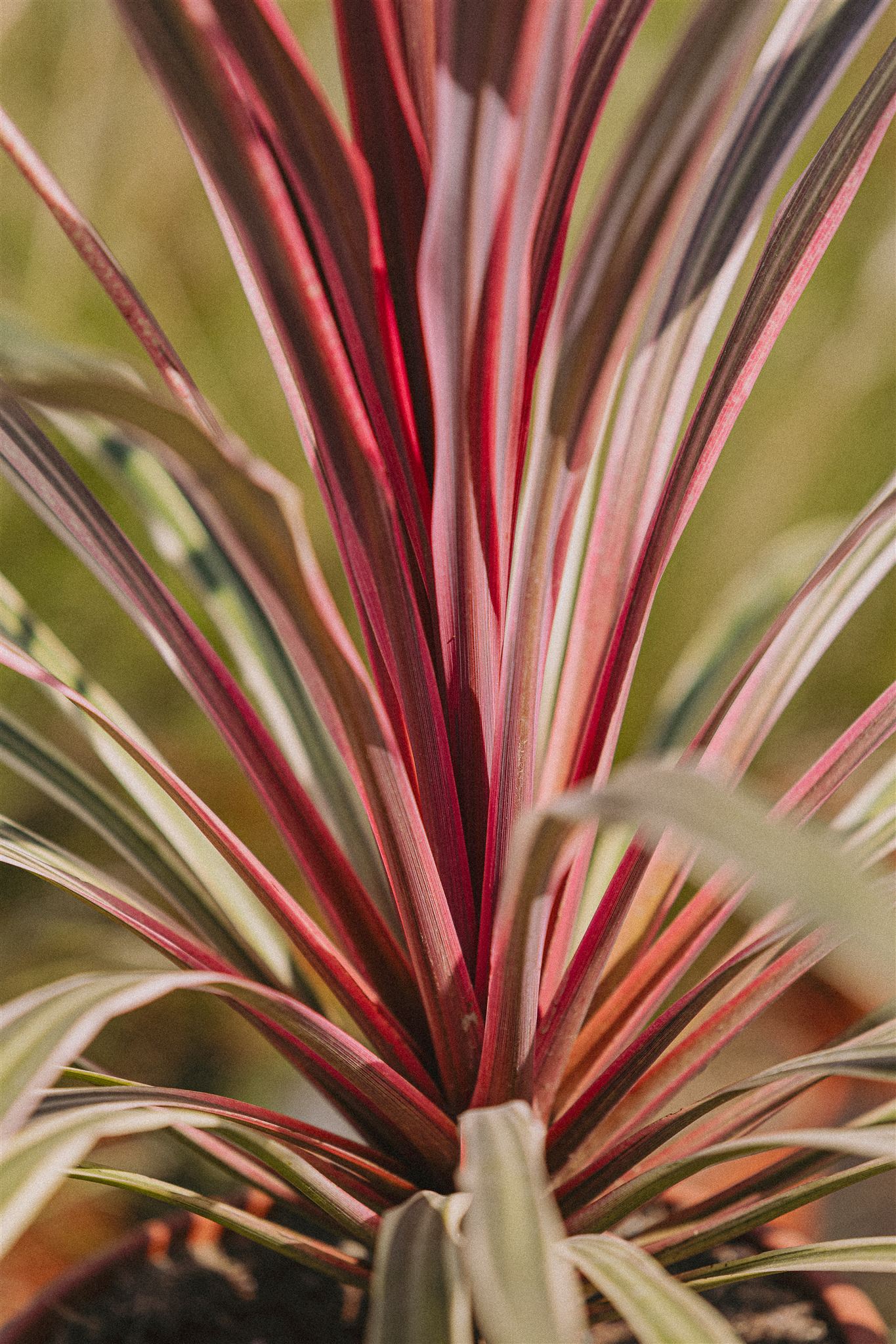 Phormium tenax purpureum Eiviss Garden