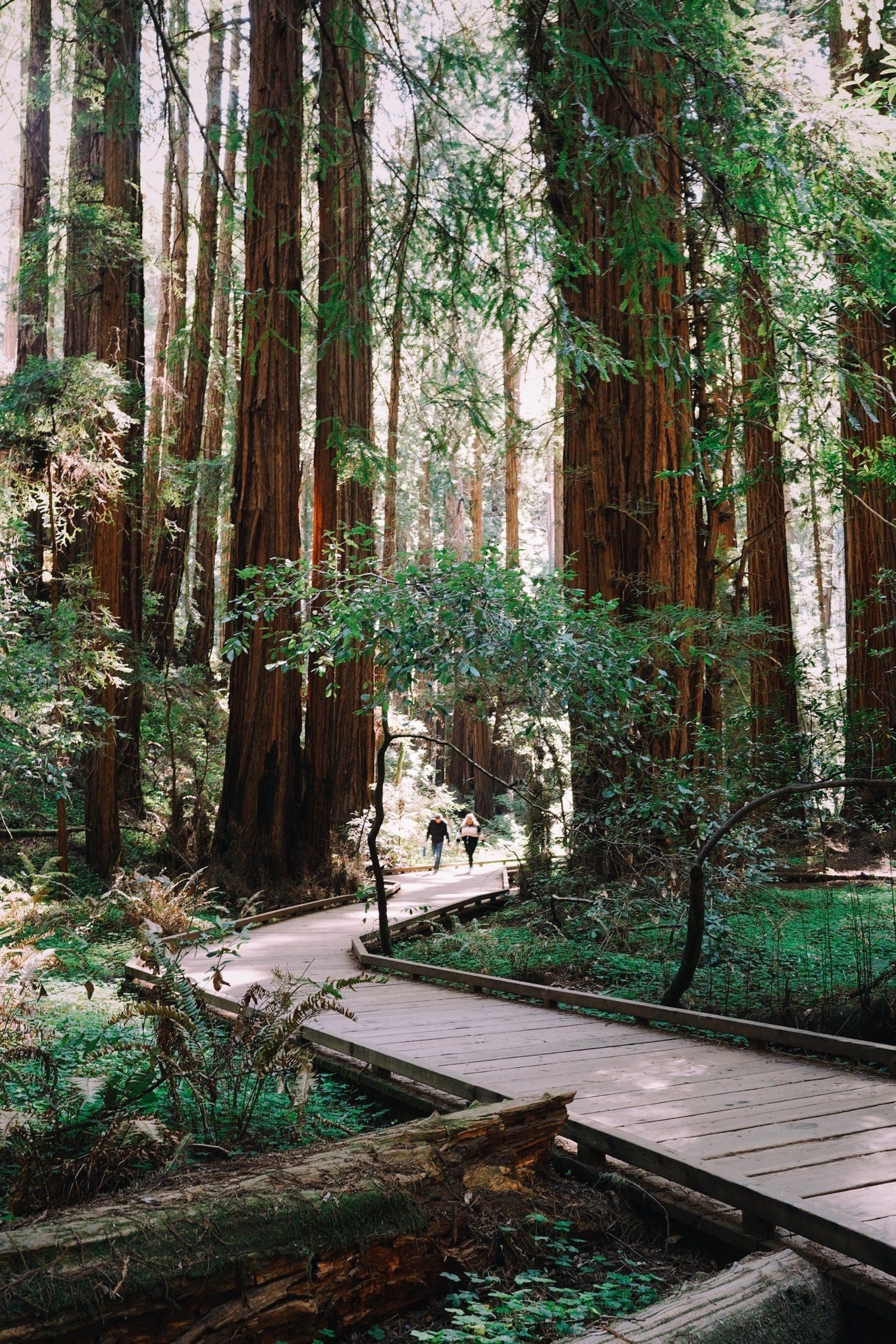 Golden Gate Bridge seen through the trunks of redwood trees.