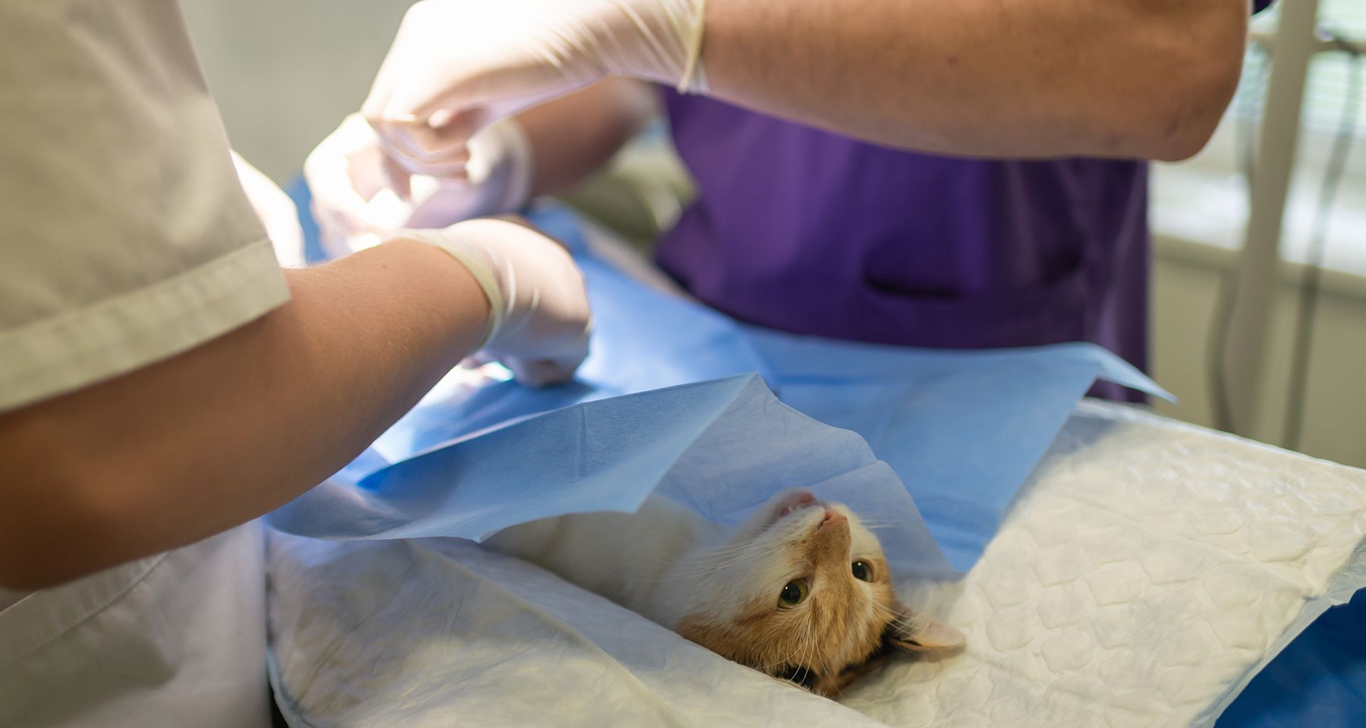 Vaccinations