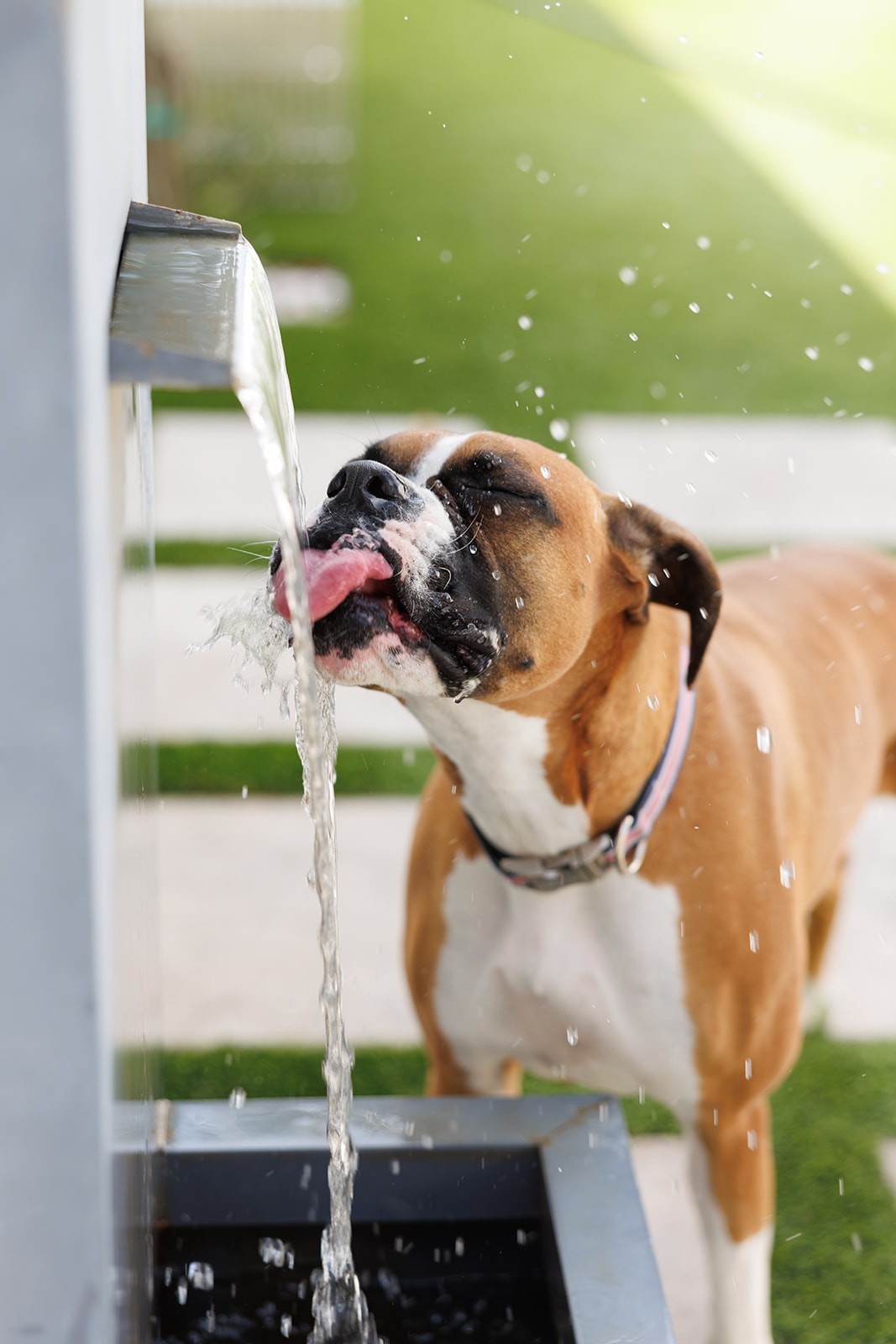 Boxer dog drinking from water fountain.