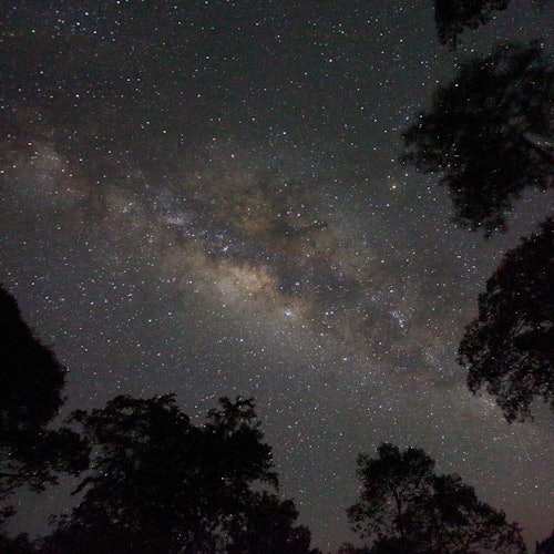 Nocturnal Evening Rainforest & Glow Worm Tour from Gold Coast tickets