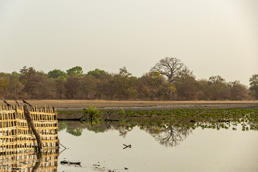 Mangoves and terrestrial forest. Photo credit Dona Bertarelli Philanthropy
