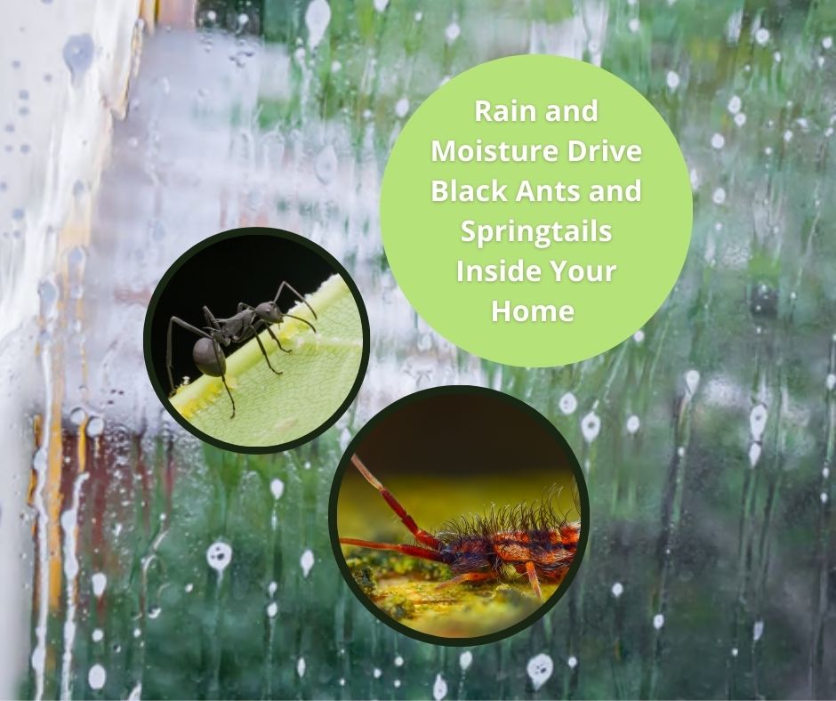 rain and moisture drive black ants and springtails inside your home