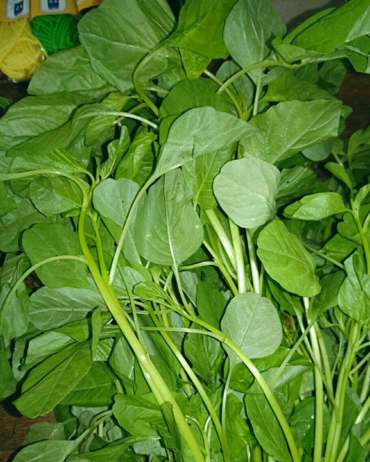 Bundle of fresh leafy greens