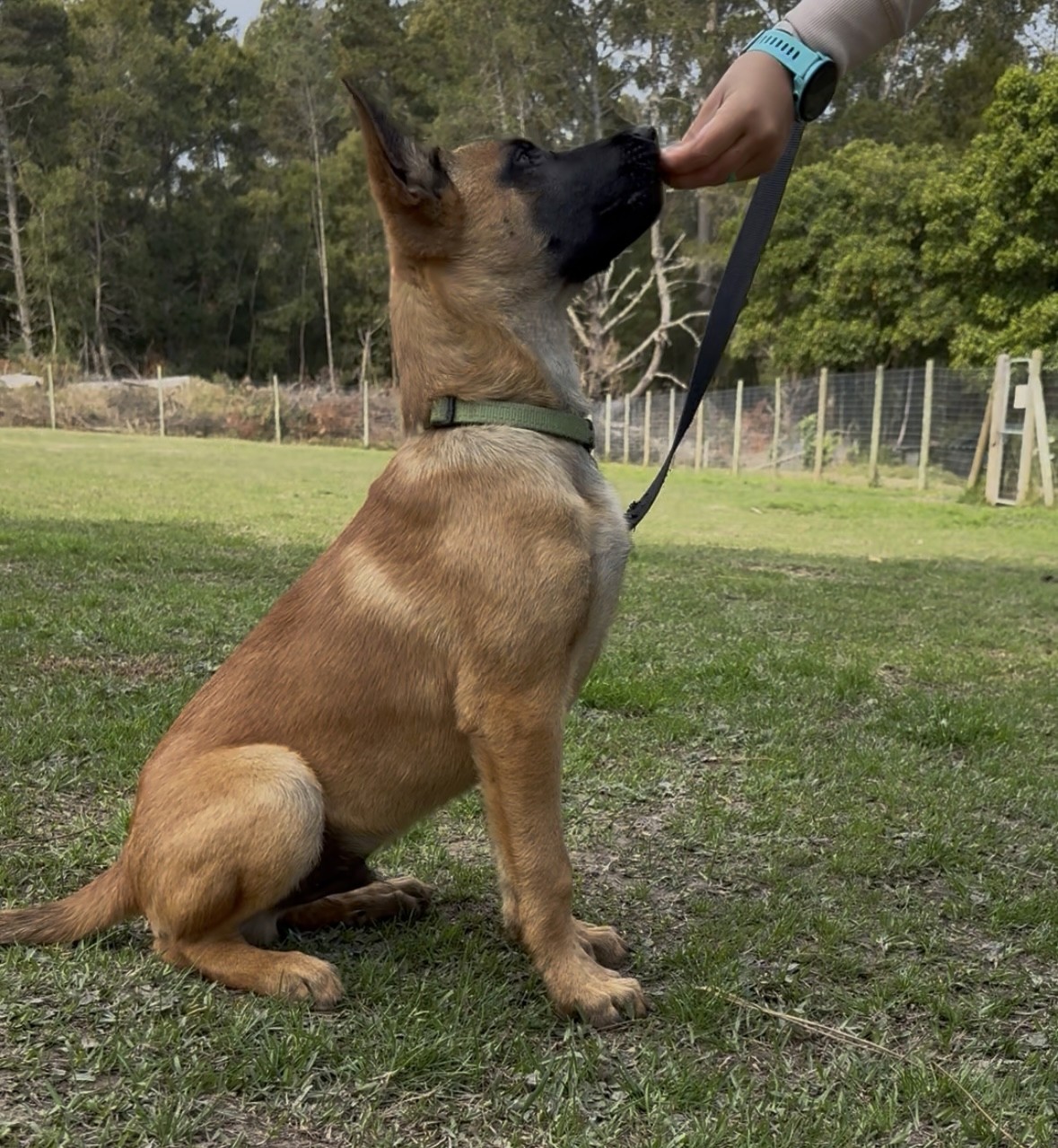 A belgium Malinois puppy sitting, lateral view 