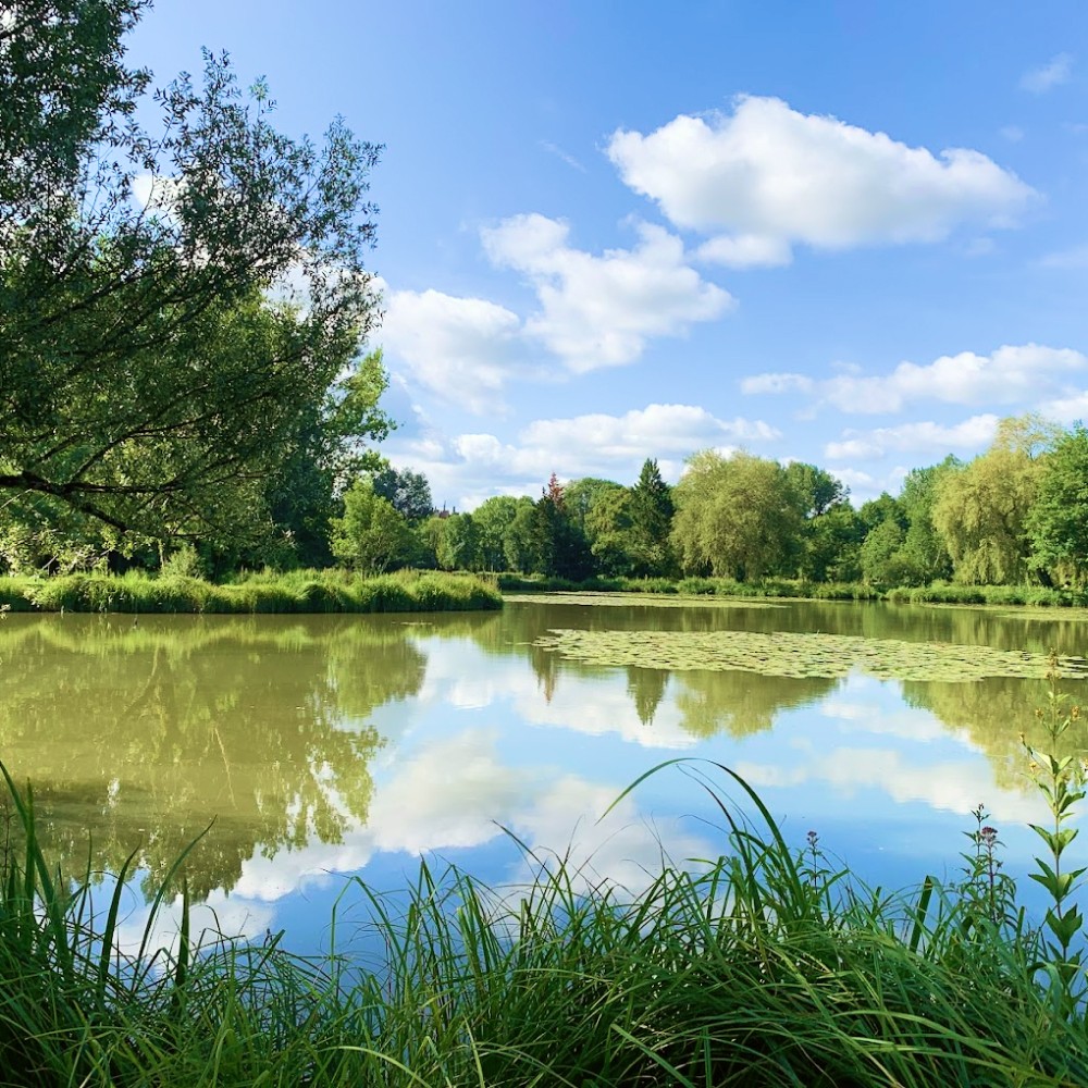 photo prise au bord de l'étang de la brame, un jour de soleil avec un grand ciel bleu au milieu de la verdure et des nénuphars