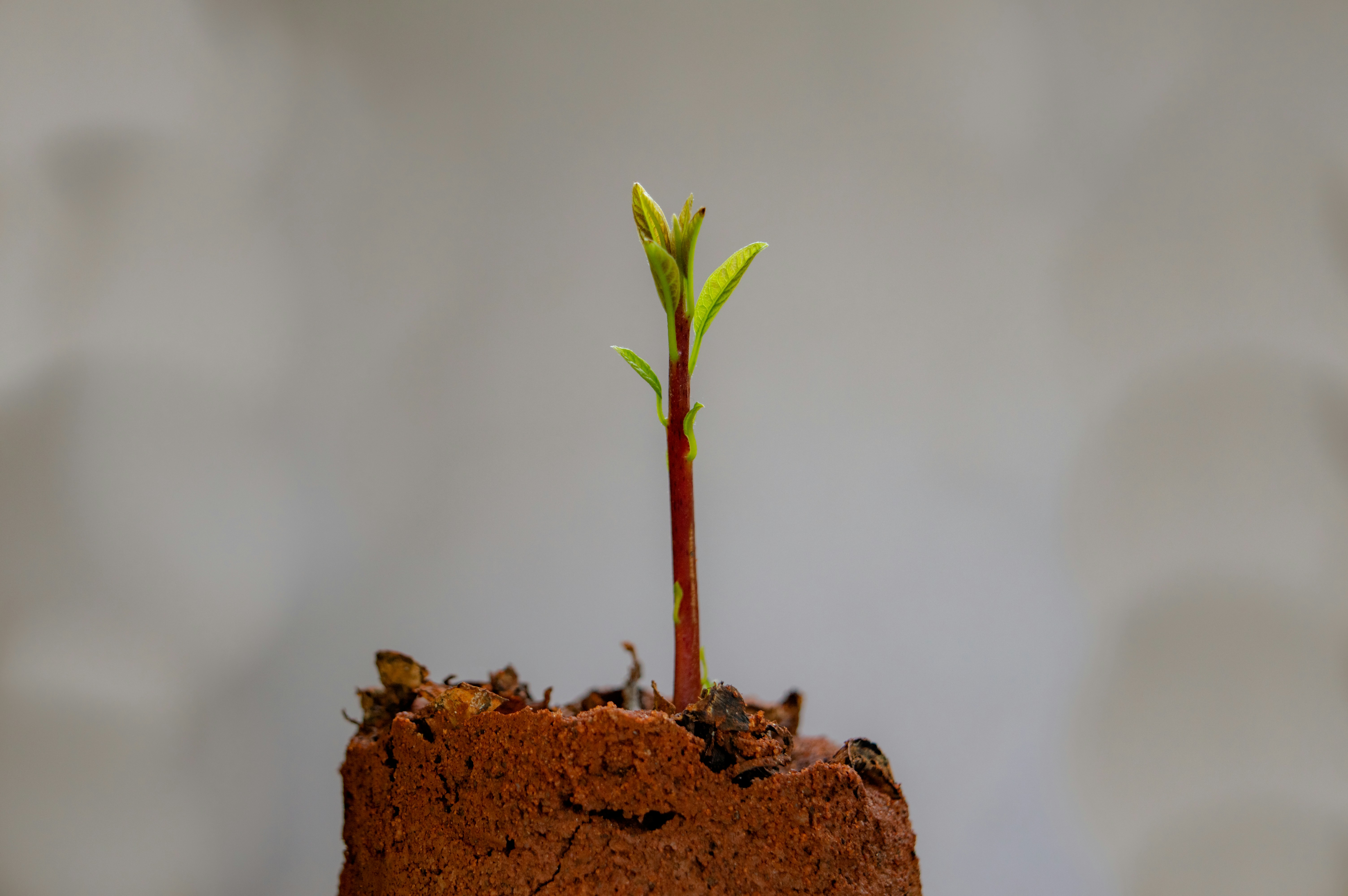 Targeted Product and Service Growth for Lasting Market Leadership in Manufacturing