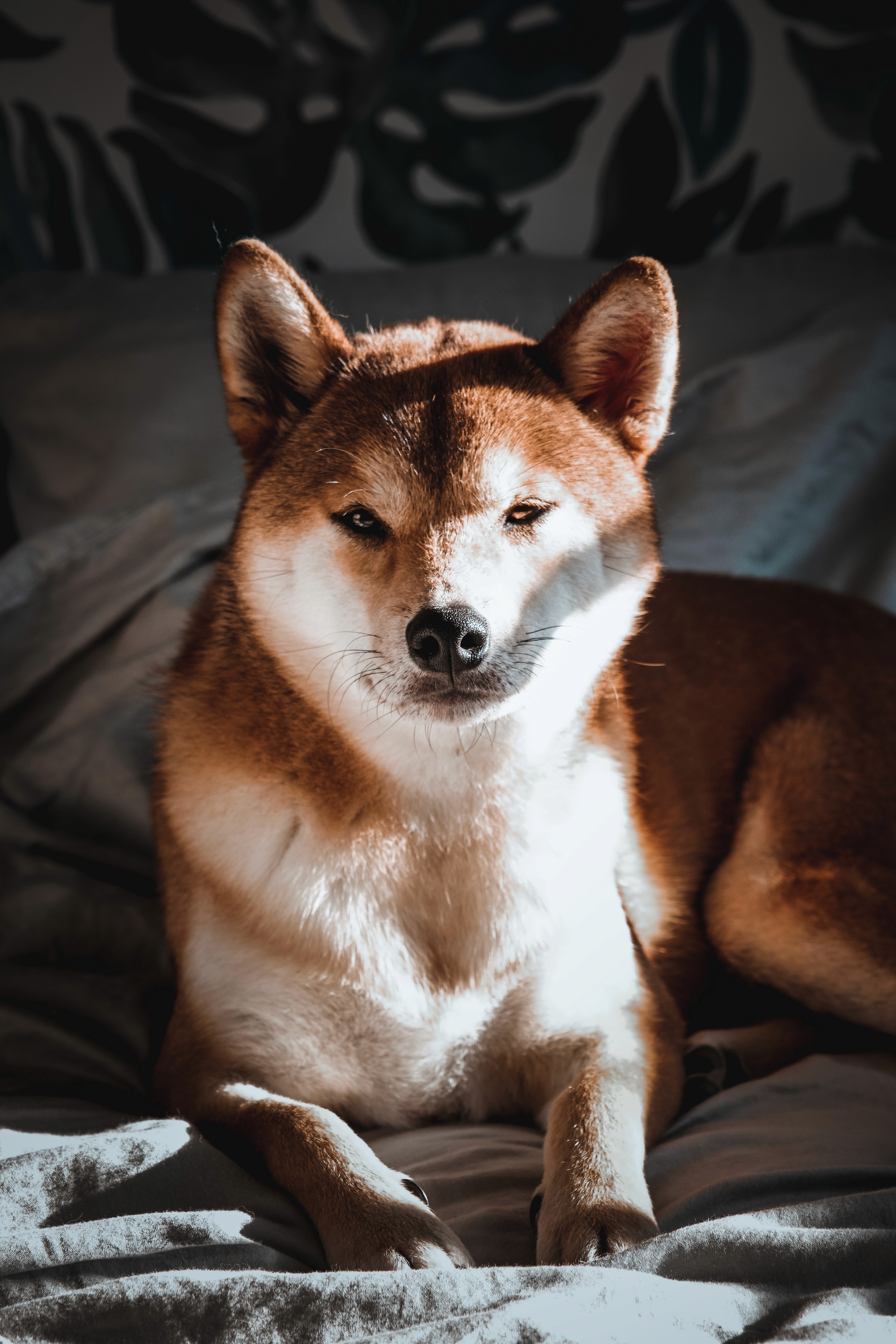 A photo of Saiyuki, my sesame-coloured Shiba Inu, looking straight ahead, lying on the bed, with a play of light and shadow on his head