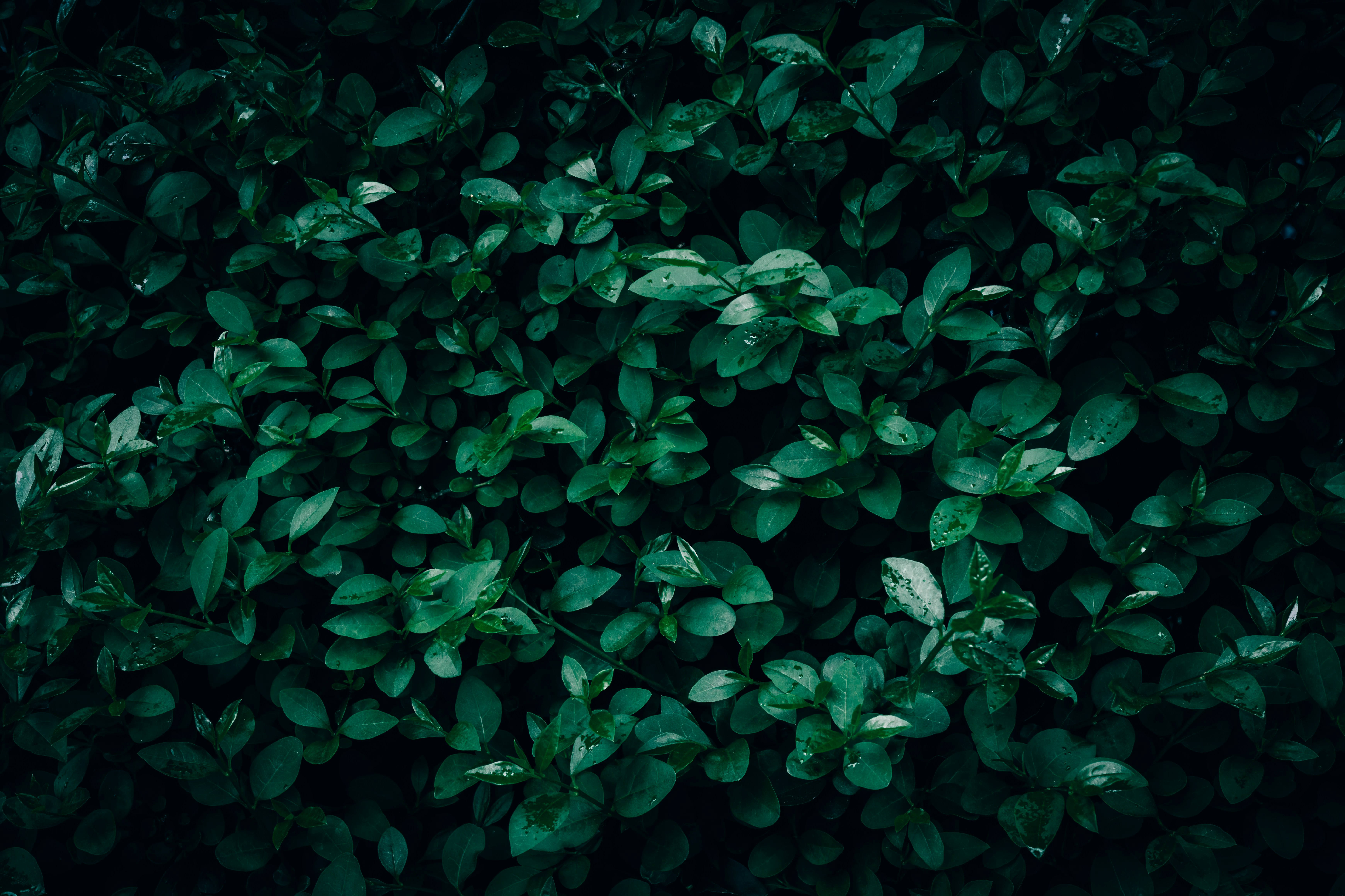a close up of a bush with green leaves