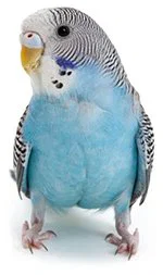 An image of a budgerigar.