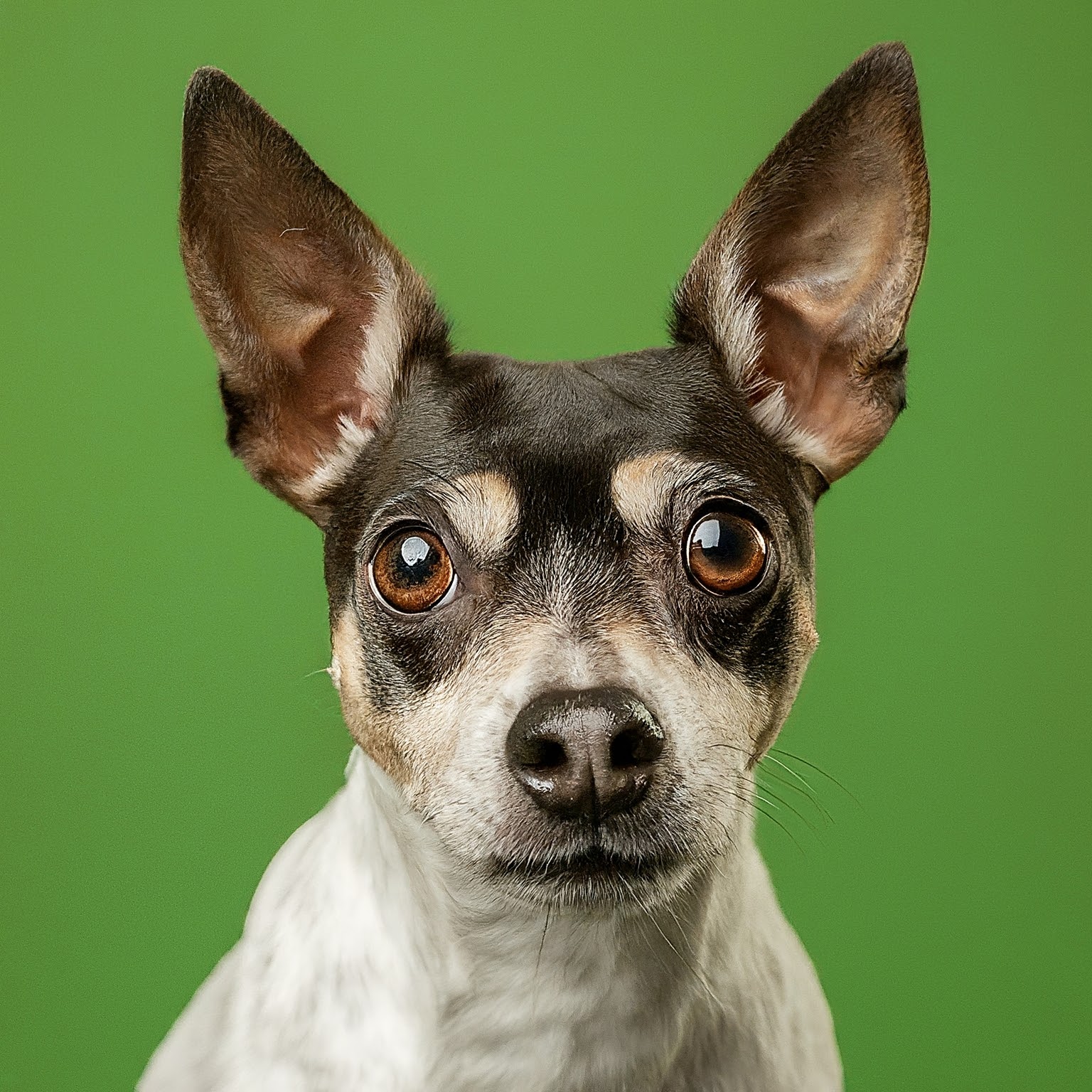 BUDDYUNO, Rat Terrier