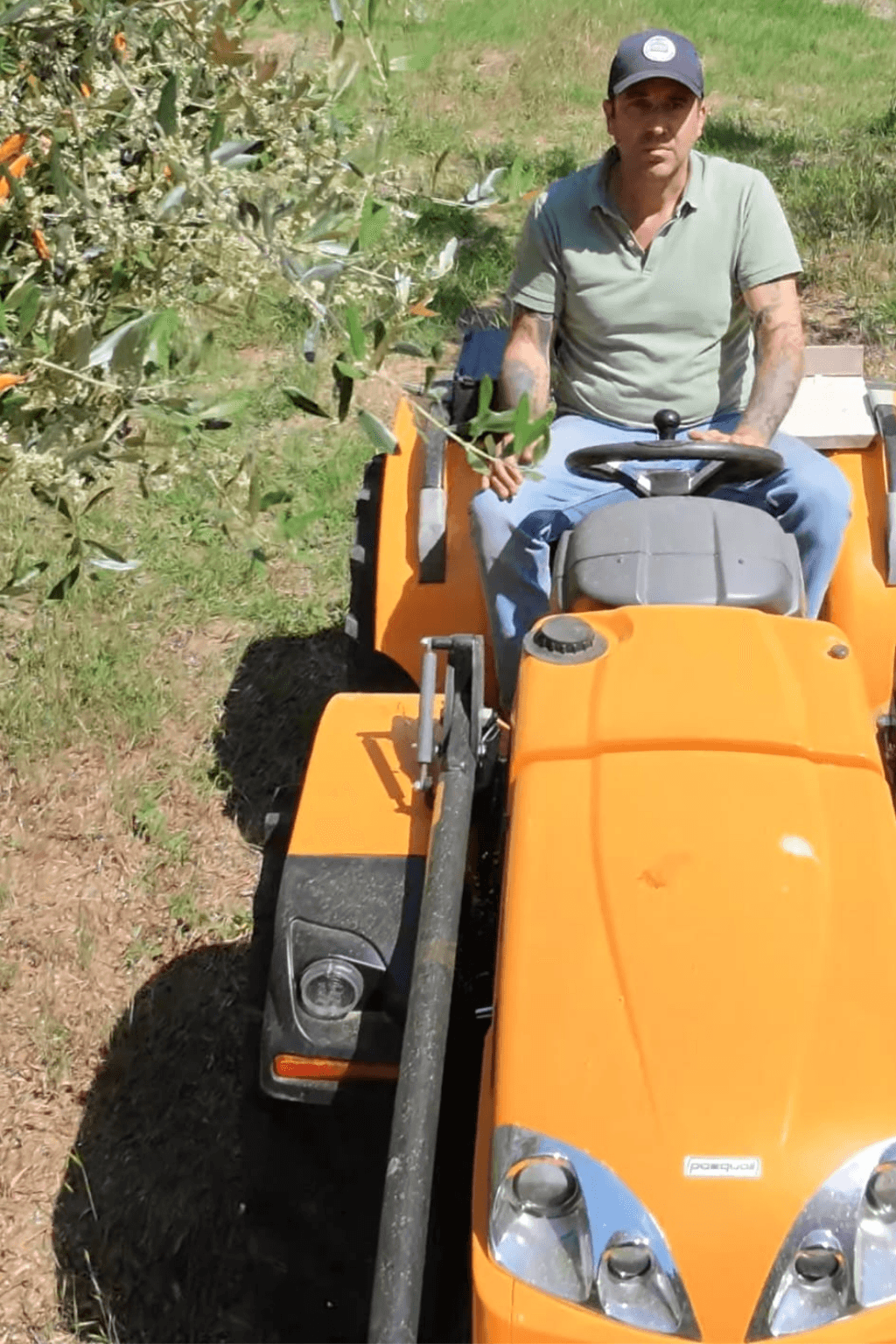 Person driving a tractor through a restored Tuscan olive grove during seasonal cultivation.