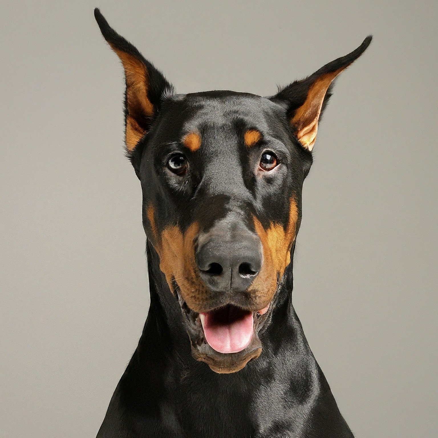 BUDDYUNO, Doberman Pinscher