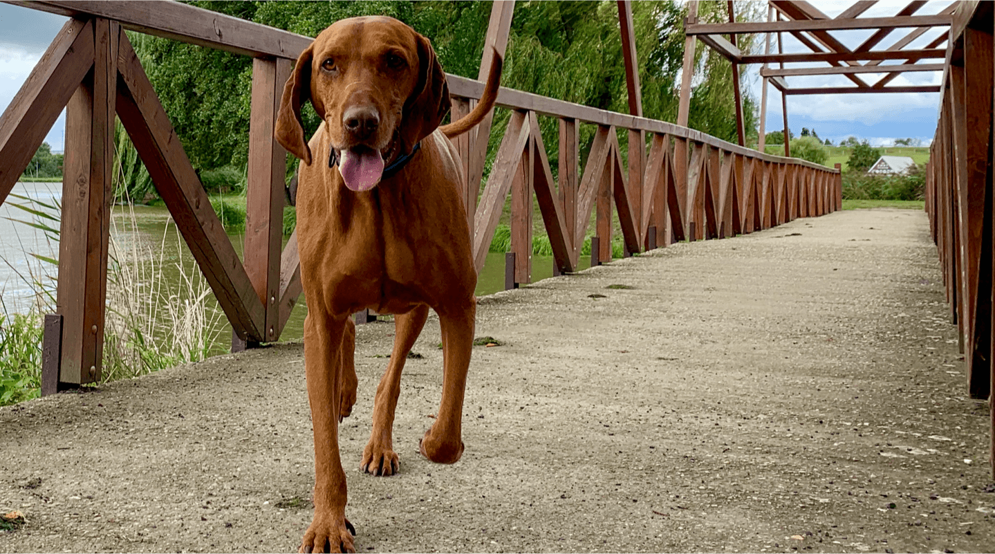 Happy dog enjoying nature time