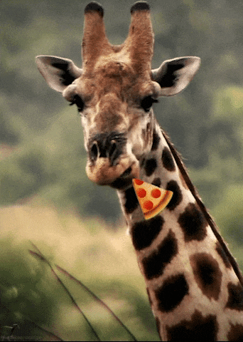 Giraffe with Pizza