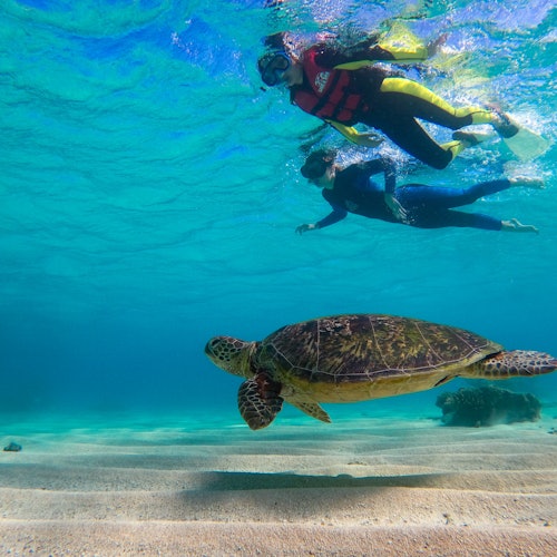 烏龜旅行者冒險