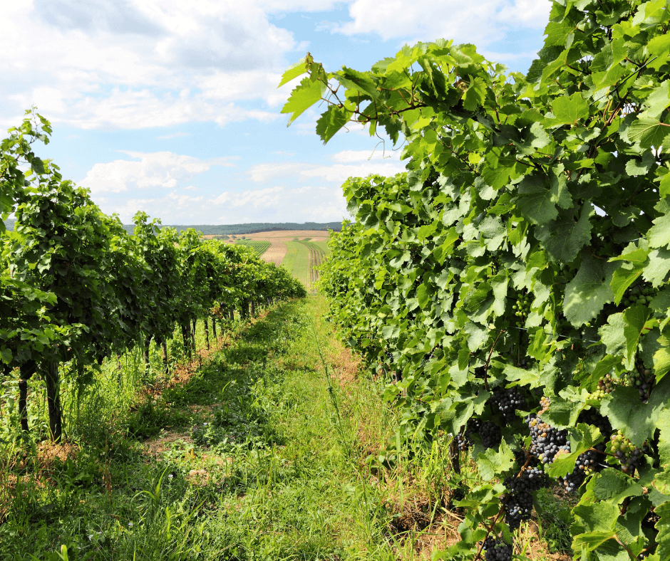 Förderung Burgenland