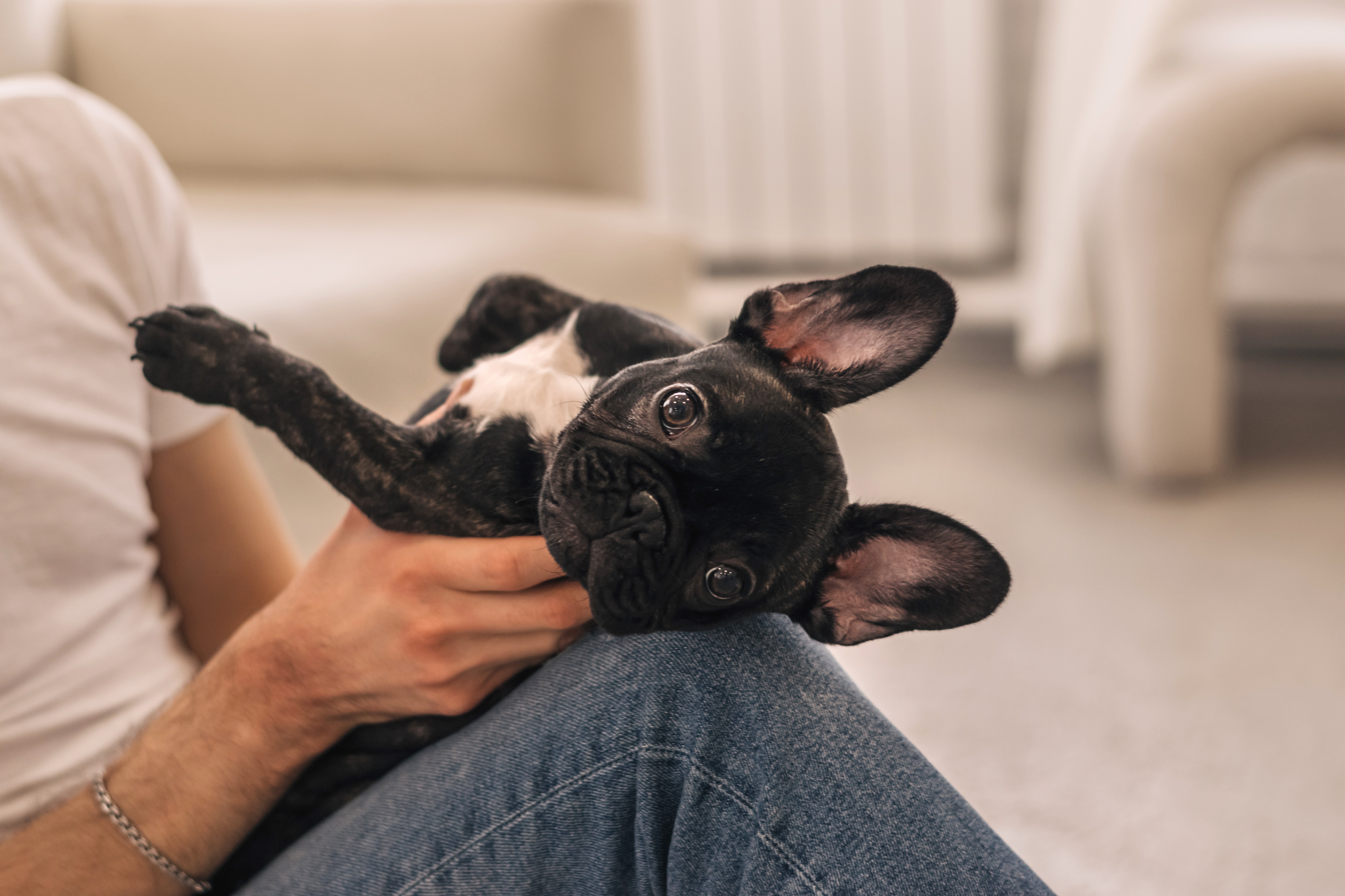 An adult French Bulldog that was purchased from Clearwater French Bulldogs playing in it's owners lap happily