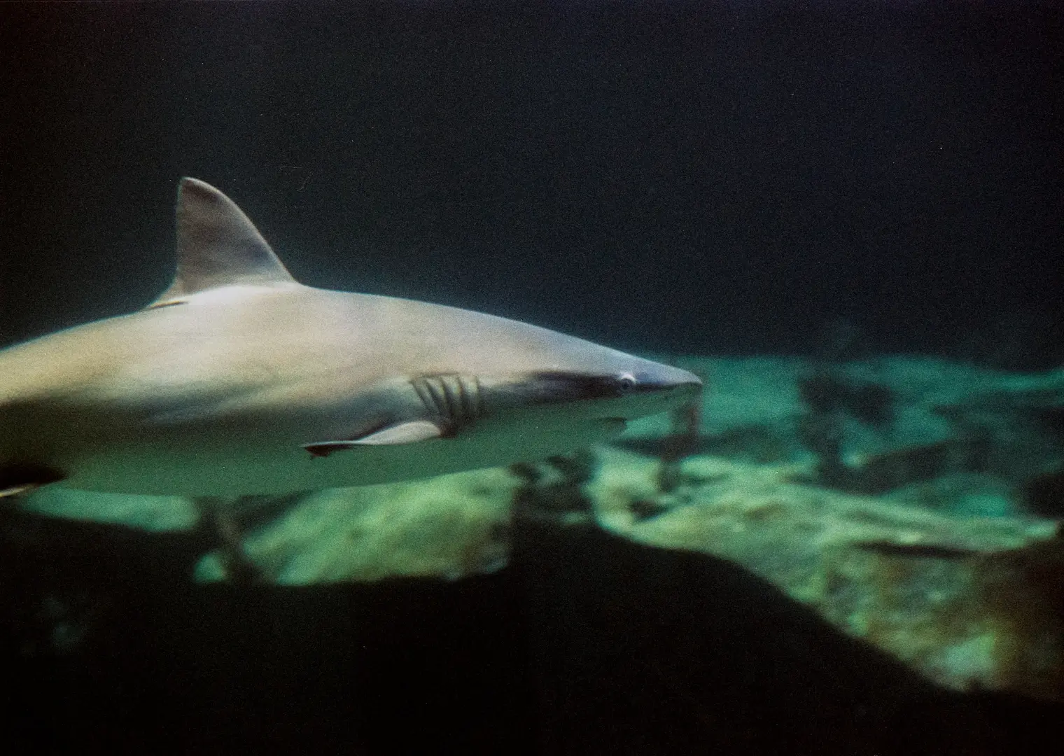 shark at shark point in gili trawangan