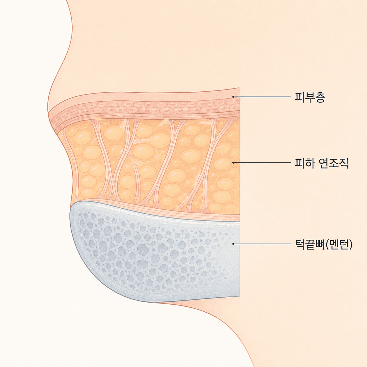 턱끝 단면 구조 — 뼈, 연조직, 피부층