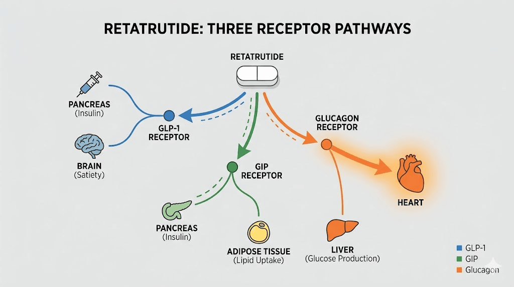 Retatrutide triple receptor mechanism showing glucagon pathway to heart rate