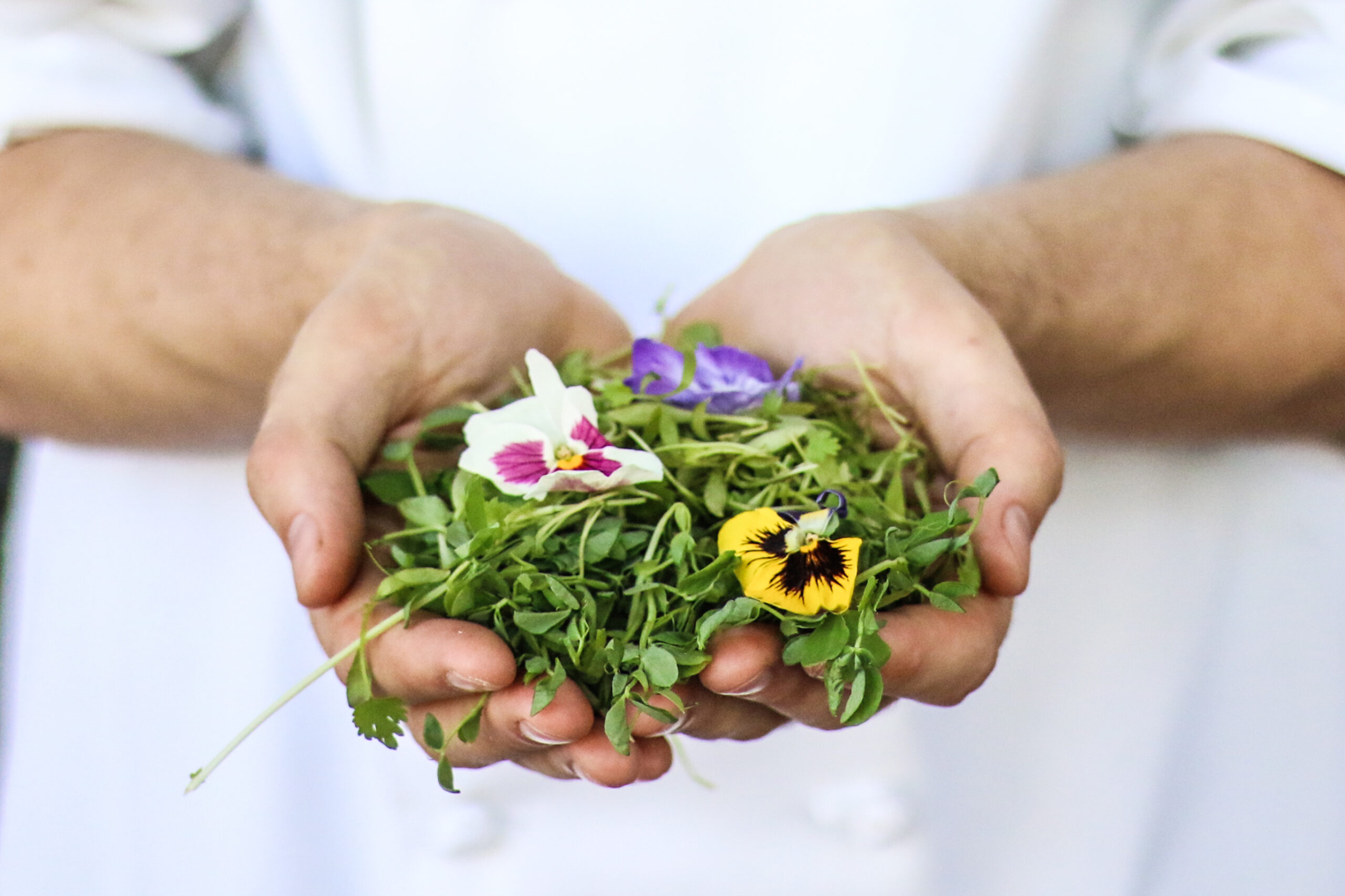 upmeals-healthy-vending-launch-vancouver