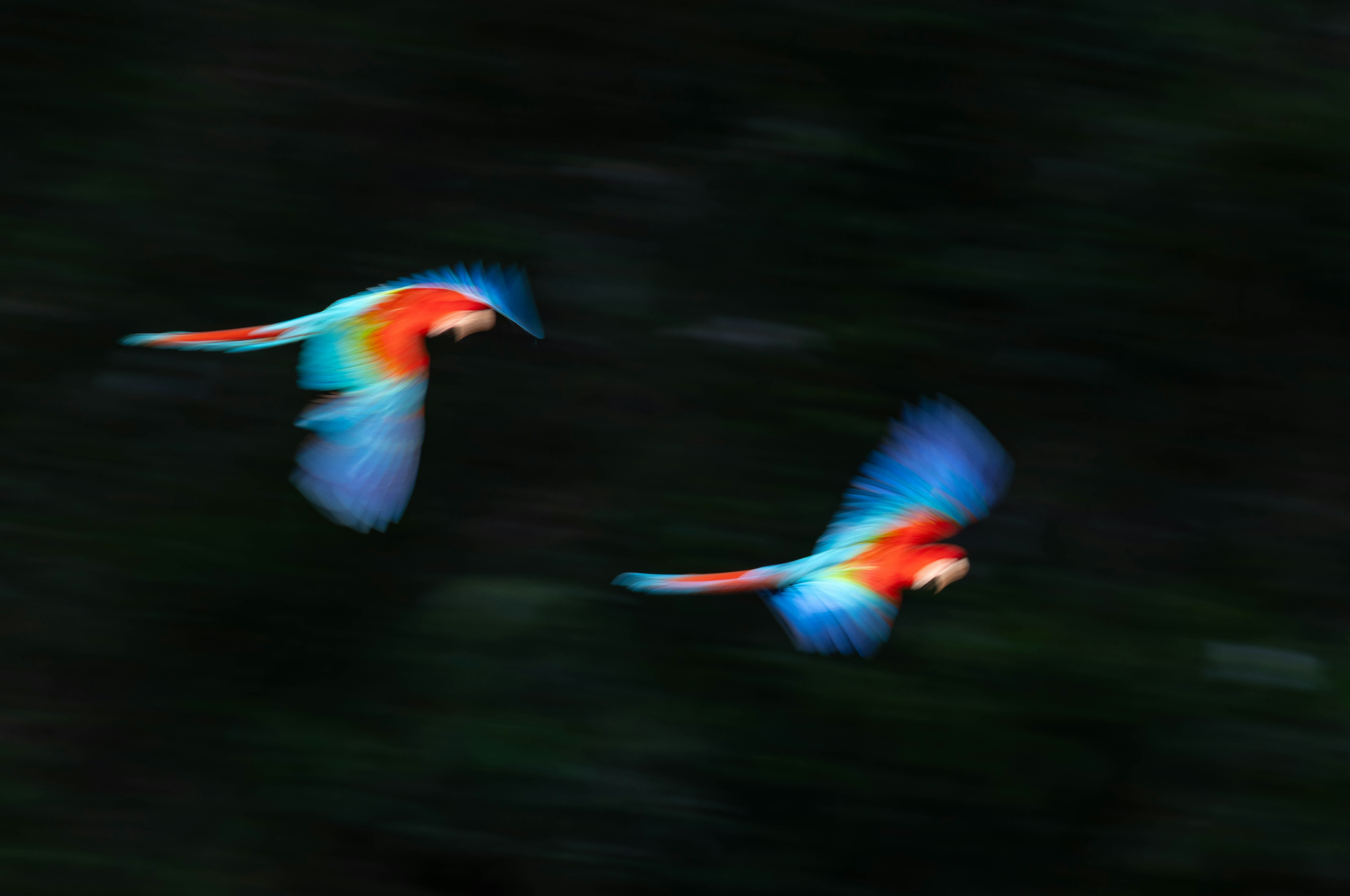 Two colorful birds flying 