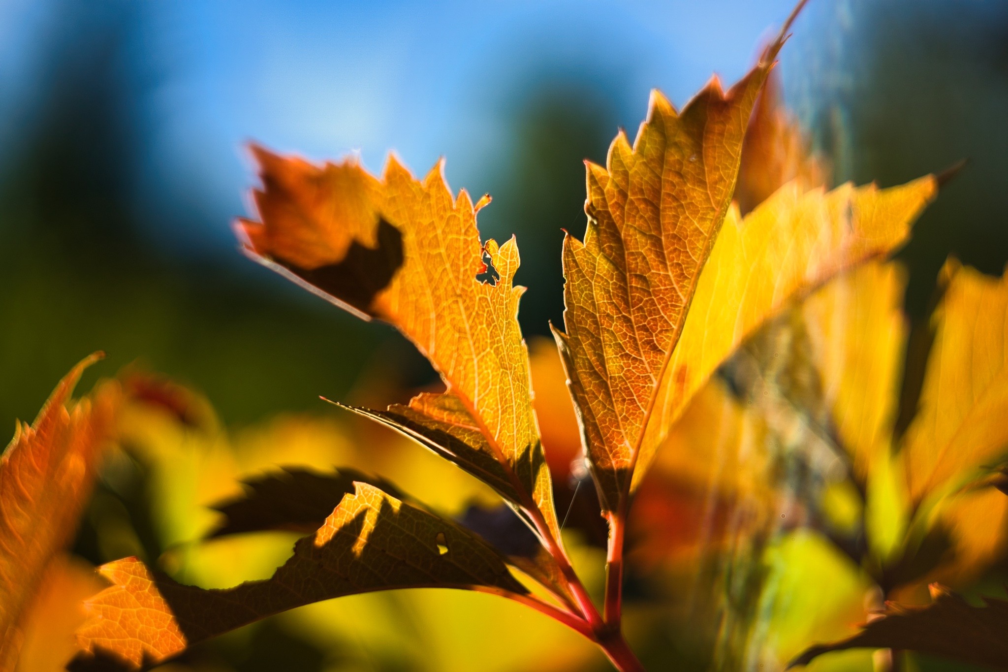 Rebblatt im Herbst