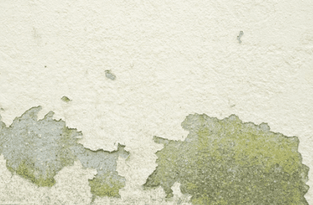 Don't Let Mold Take Over: Expert Tips for Kirkland Residents!