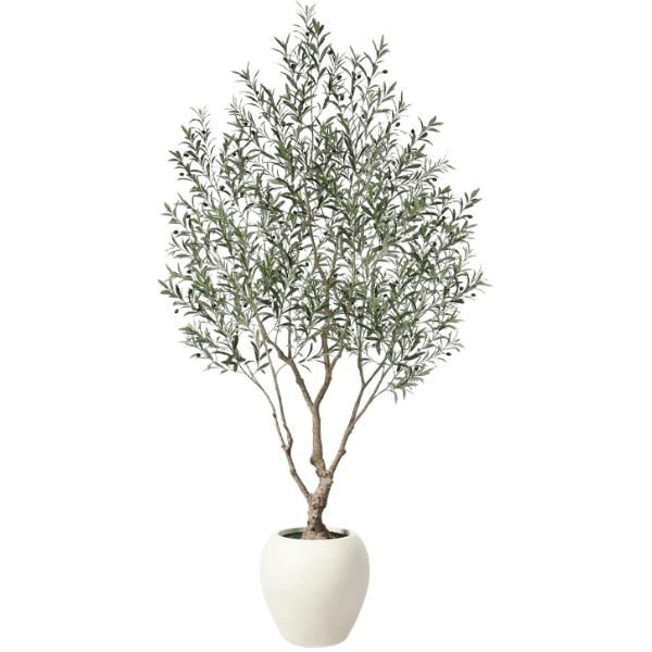 Olive Tree