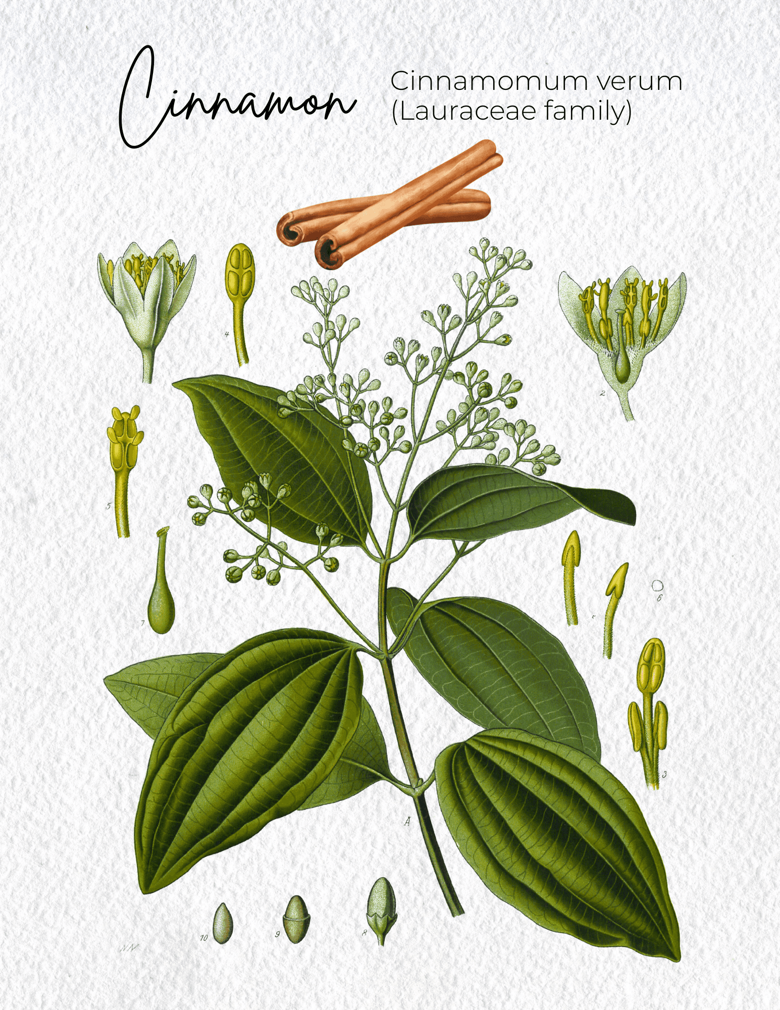 Cinnamon Ceylon Materia Medica