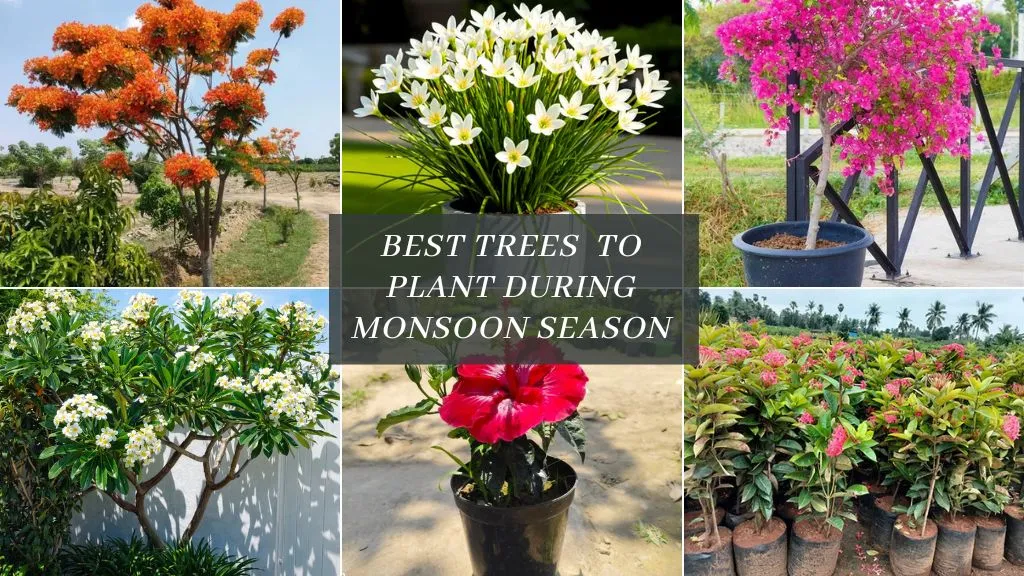 Best Trees & Plants to Plant During Monsoon