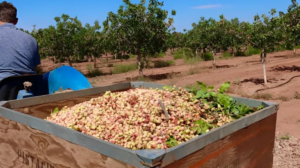 Pistachio Farming Production  in India.webp