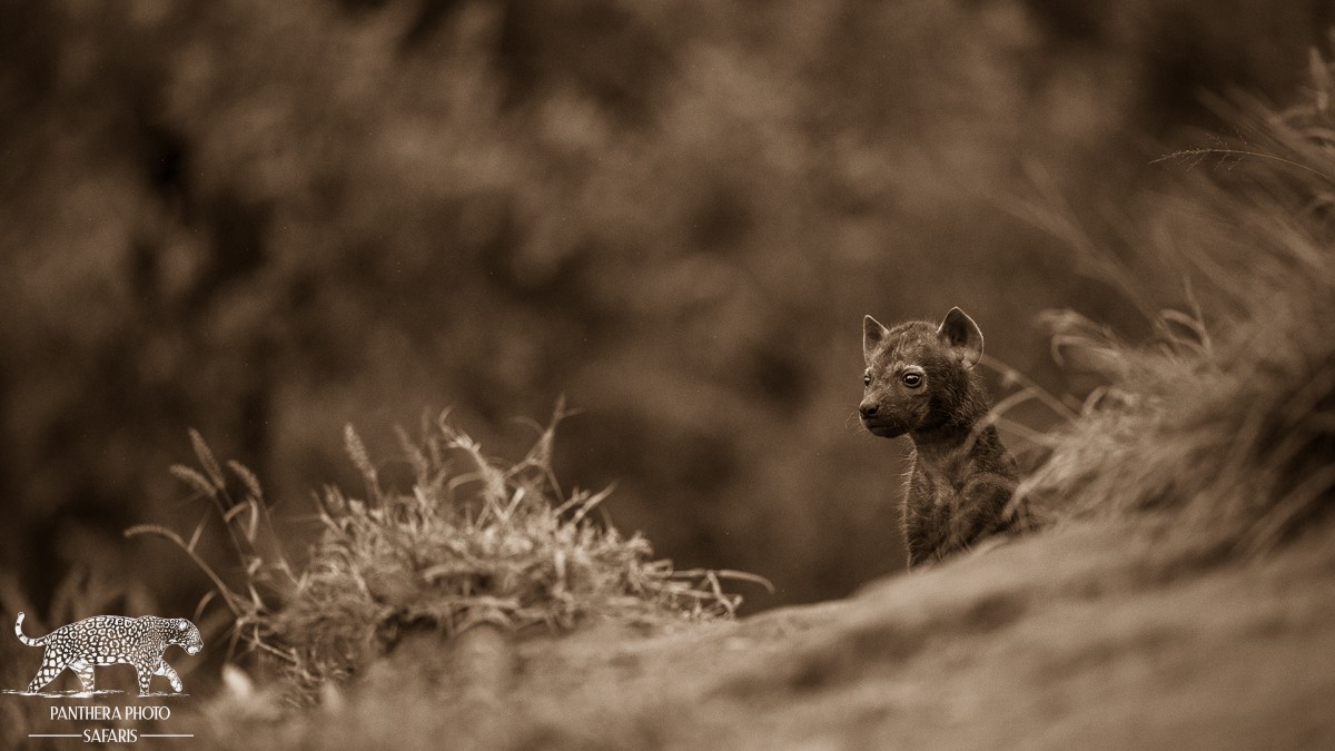Elephant Plains Nov 2023 Trip Report