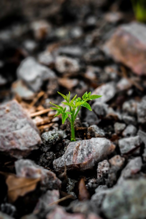 a close up of a small green plant in dirt